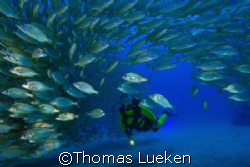 Diver in a swarm by Thomas Lueken 